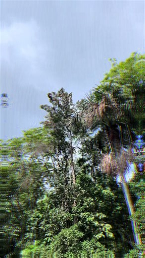 Exploring the Beauty of Suriname's Nature