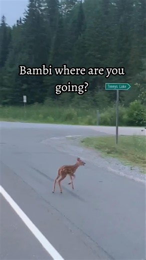 Saw Bambi #bambi #disney #deer #nature