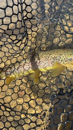 My mom once told me that if there’s water there’s fish… Boulder creek definitely is just that. #colorado #flyfishing #boulder #fishing