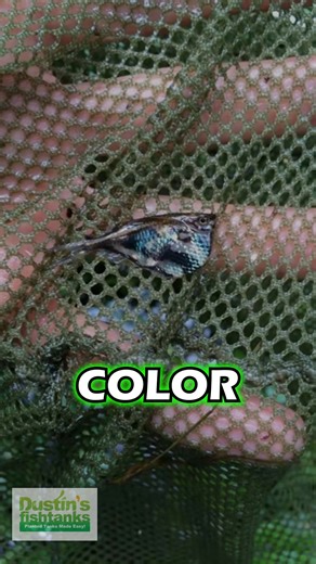 Hatchet Fish - The Jungle Series Part 4! Compiled of footage from my trips to Peru on the Amazon River. Have you traveled to this area of the world? TANK ON! #peru #amazon #amazonriver #river #fish #fishing #travel #travelblog #travelvlog #nature #life | Dustin's Fishtanks | Facebook