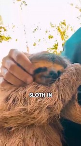 48K views · 2.2K reactions | When a sloth wants to cuddle with you 凉❤️ #shorts_GGS_CUT | Laurel Bravo | Facebook
