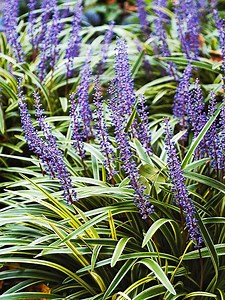 How to Plant and Grow Lilyturf