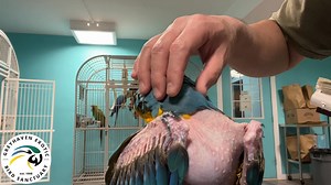 Maya is a cuddly, gentle blue-and-gold macaw, who is available for adoption to a qualified home. (It always takes this volunteer a few minutes to get brave enough to let a bird grab his fingers.) Adopt, don’t shop. | Greyhaven Exotic Bird Sanctuary