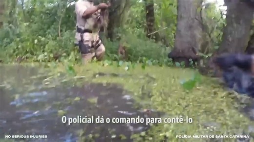 24 reactions | Craziest Police K9 Takedowns Caught on Camera  These K9 units don’t miss! Watch the most intense and perfectly executed takedowns ever captured on video.  #PoliceK9 #K9Unit #PoliceChase #CaughtOnCamera #Dashcam #LawEnforcement #AdrenalineRush #ViralReel #FYP #ActionPacked #RealLifeDrama | RankingWf | Facebook