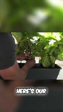 Plant Training: How To Grow Upright with Stakes! #shorts