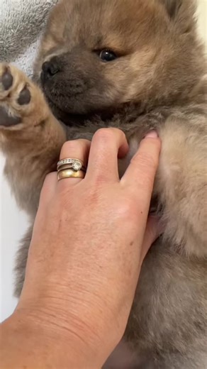 Cuddle me on a Sunday 🥰 #fyp#chowchow#puppy#puppylove