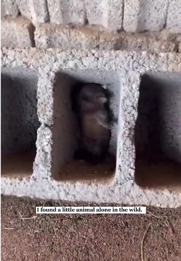Rescuing a Lost Hyrax in the Wild