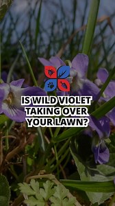 Meet Wild Violet, a sneaky perennial weed that usually grows through the winter months and flowers in early spring. This weed spreads quickly and thrives in shaded, high-moisture areas of your lawn and garden. Learn how to stop wild violet from taking over- https://bit.ly/4oVAnQ8 #lawn #lawncare #grass #gardening #garden #yard #backyard #diy #diyprojects #howto #fall #winter #spring #domyown | Domyown.com - DIY Pest Control, Lawn Care, and More | Facebook