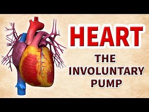 How Our Heart Works | Involuntary Pump | Educational Videos | human heart