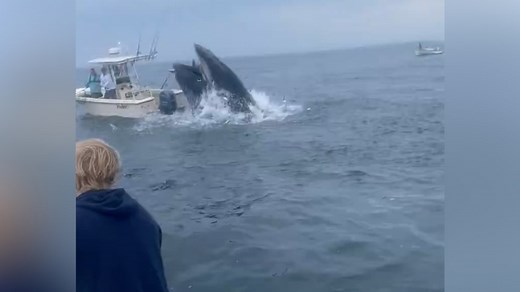 Dramatic video shows whale capsizing boat off New Hampshire