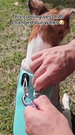 Beat the heat with your best friend 🐶❄️ This cooling vest keeps dogs comfortable all summer long 🌞