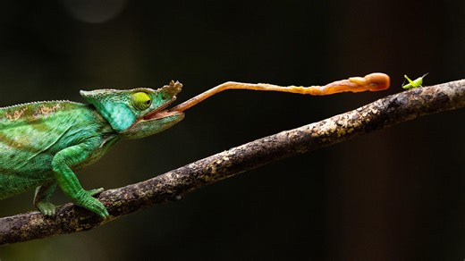 The Chameleon Queen | In Her Nature | Nature