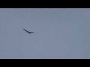 Common Buzzard hunts Rabbits 9Apr15 Cambridge Airport UK 416p