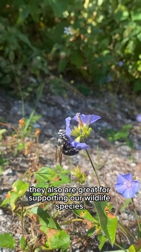 Flora Friday, yes it’s that time, to introduce our very first vine! 🌿 Meet the skyblue clustervine (Jacquemontia pentanthos), an endangered species in Florida. The skyblue clustervine produces blue flowers (the rarest flower color!) through most of the winter and spring in southern parts of the state. As a member of the morning glory family (Convolvulaceae), its flowers open in the morning and close by mid-to-late afternoon. Compared to other vines, skyblue clustervine is pretty mellow, only gr