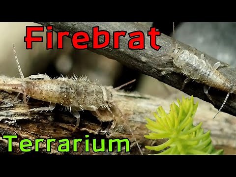 Building a Bioactive Insect Terrarium │FIREBRATS - Thermobia domestica (These are not silverfish!)