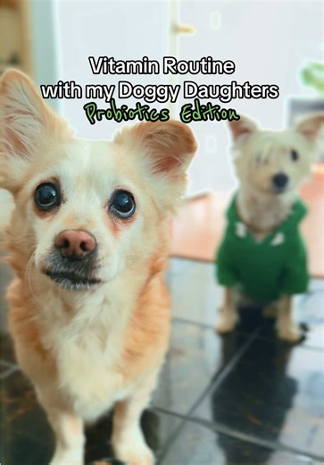 Probiotics for dogs are so important. They would eat the whole jar if they could. These are linked. No more bubble g. #probioticsfordogs #dogvitamins #dogsoftiktok #dogsoftiktok #tiktokshopcreatorpicks @OurCares US