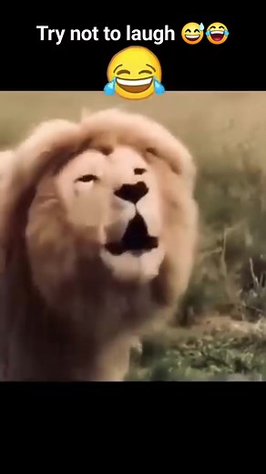 Try not to laugh 😅😂 | Comedy update