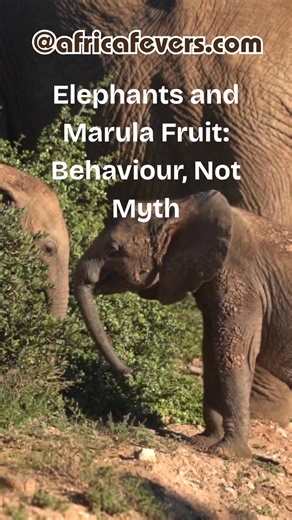 37 reactions | Do elephants sip marula? ✔ Fermenting fruit and curious tastes ✔ Playful, social side of giants ✔ Watch respectfully at a distance A light, factual look at unusual elephant behaviour, without exaggeration.  Read the field notes via the first comment and share a sighting. #elephants #animalbehavior #marulatree #wildlifeobservation #safaristories #AfricaFevers | AdventurousAfrica | Facebook