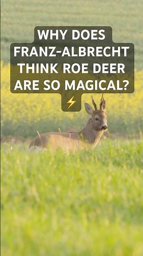 Why Roe Deer Are So Magical (and Why Red Stag Tactics Don't Work)
