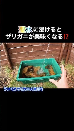 聖水に浸けるとザリガニが美味しくなる⁉️ #ちーとん #切り抜き #聖水 #ザリガニ