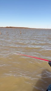 2.25” SLAB HUNT’R - Threadfin Shad (191) | Bobby Garland Crappie Baits