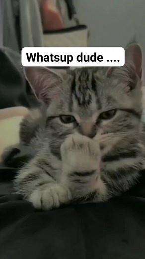 Whatsup dude .... #catlovers #funnycat #cutecat #daily | meongmeongmeong
