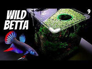 Wild Betta Imbellis (Wild Betta Tank Setup)(EP9 Betta Tank) – Wild Betta Unboxing