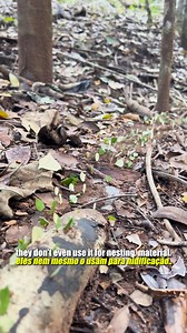 24K views · 496 reactions | Leaf cutter ants are incredible | Ed Stafford | Facebook