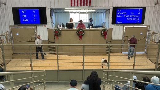 2.1K views · 20 reactions | Cow House Livestock Auction on Reels | Facebook