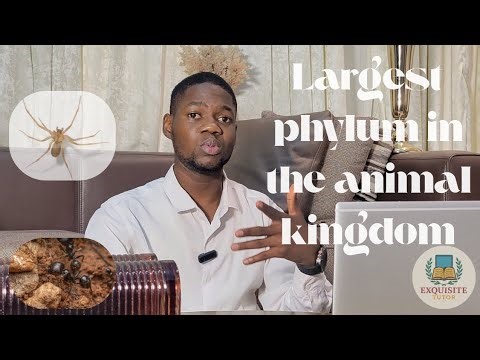 Are Spiders Actually Insects? The Answer Will Surprise You!