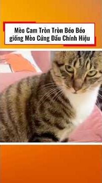 Mèo Cam Tròn Béo-giống Mèo Cưng Nhưng Lại Cưng Đầu @Yeuchomeochannel