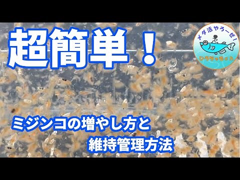 超簡単！ミジンコの増やし方と維持管理方法
