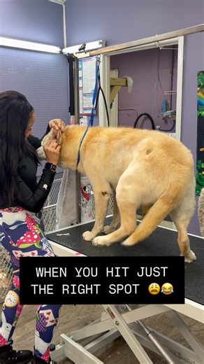 Charlotte Dog Groomer Kiara Barrino on Instagram: "🦴 The Scoop on Dog Ear Cleaning! 🦴 Keeping your pup’s ears clean isn’t just about fresh smells—it’s key to their health! Here’s what you need to know: 🔹 Why Clean Your Dog’s Ears? Dogs’ ears can trap dirt, wax, and moisture, leading to infections. Regular cleaning helps prevent buildup and irritation. 🔹 How Often Should You Clean? • Floppy-eared breeds (like Cocker Spaniels) need more frequent cleanings. • Breeds with upright ears (like Germ