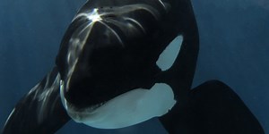 SeaWorld San Diego's 20-year-old killer whale Nakai dies after infection