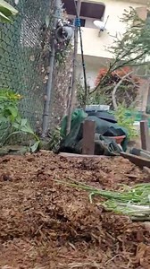 Les chats et mon jardin le poivre Qu est ce que vous utiliser pour faire fuire les chats errants dans votre jardin | Merveille de la Naturesketchsolorepasrecyclage
