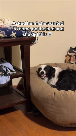 My derpy girl 🤦‍♀️ probably had a hair stuck in her mouth but the timing was 💯 😂 #dogtok #dogsoftiktok #petvideos #derpydog #bordercollie