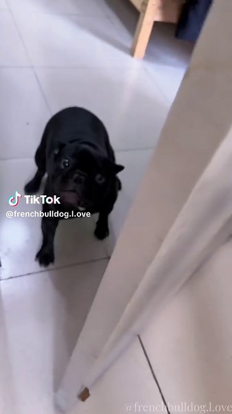 Adorable French Bulldog Moments That Melt Hearts