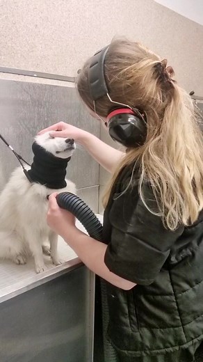 Japanese Spitz Grooming with Milo the Good Boy