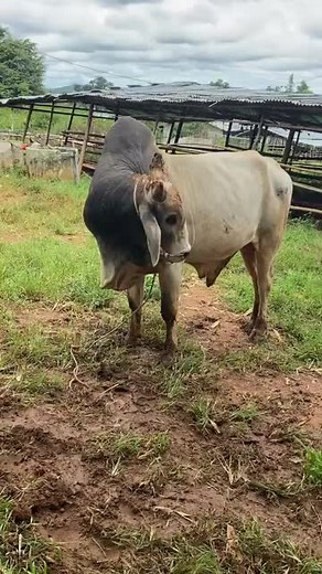 sold out #နွားဝါသနာရှင်ညီကိုများအတွက် #foryoupage