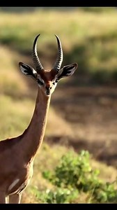 4.8K views · 157 reactions | The gerenuk, reticulated giraffe, Somali ostrich, Beisa oryx, and Grevy’s zebra can all be found at Lewa, one of the few locations in Kenya where one can observe all five of these northern specialty species. Music: Views Musician: Ikson | Lewa Wildlife Conservancy | Facebook