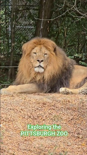 Amazing Zoo Adventure!