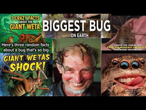 Giant Weta Insect - The Heaviest and Largest Insect of the World | New Zealand Wildlife