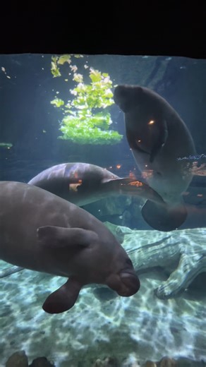 Visit rescued manatees Slushie, Alfred, and Hundo in Manatee Springs! The Cincinnati Zoo & Botanical Garden serves as a second-stage rehabilitation facility. The Zoo's role is to provide plenty of food & care until the manatees are big and strong enough to be returned to Florida waters. With the arrival of these three, Cincinnati Zoo will have cared for 35 manatees since it began participating in the MRP program in 1999. | Manatee Rescue & Rehabilitation Partnership