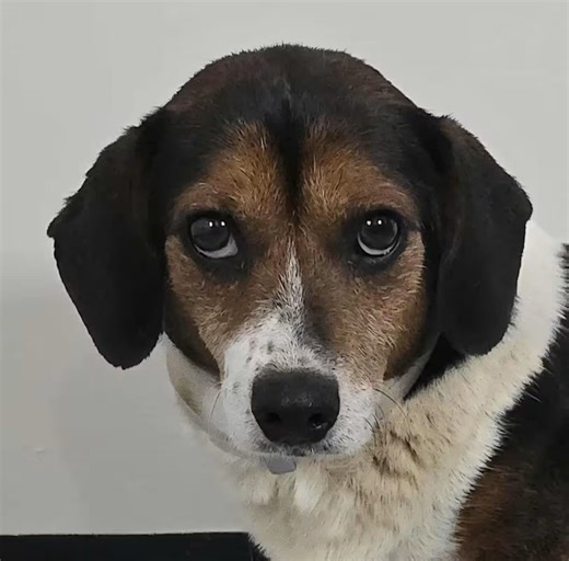 The many benefits of adopting a senior pet: Nov 1-2