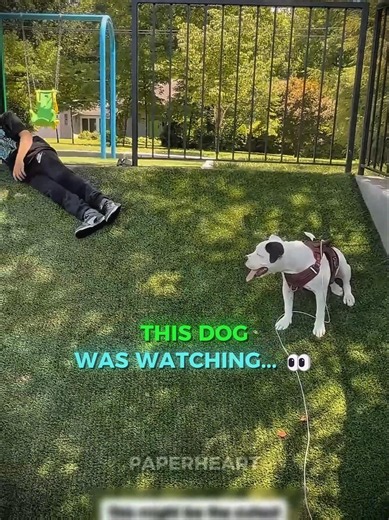 The Cutest Copycat Ever 🥹❤️