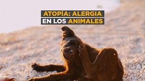 2.9K views · 35 reactions | ALERGIA EN PERROS: TODO LO QUE HAY QUE SABER La atopía es una alergia a múltiples alérgenos. ¿Por qué si tu perro es alérgico al ácaro del polvo, es alérgico a todo? Los detalles | Por Dr Juan Enrique Romero https://infob.ae/3y8IFvF | Infobae | Facebook