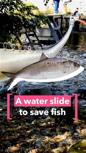Saving fish from hydropower