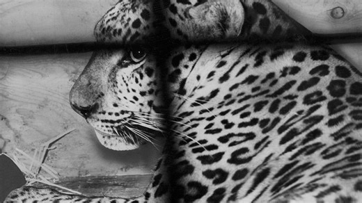 72 years ago, a leopard escaped an OKC zoo. 'Leapy's' exploits have inspired a new novel