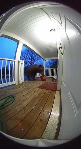 JIvora AI on Instagram: "Watch this intense moment as a huge brown bear lumbers onto a porch knocking over a flower pot with a crash. The bear aggressively sniffs the shards then rears up and repeatedly slams its paws and shoulder against the front door. Captured on a grainy wide-angle doorbell camera with fisheye distortion as light rain begins to fall. This content was generated with the help of AI based on a video script."