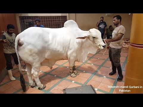 HEAVY WEIGHT COW QURBANI | BIGGEST COW QURBANI | COW QURBANI 2019